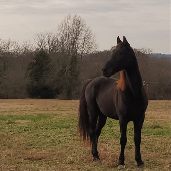 Meet your Posher, C. kelli - Picture 2 of 3